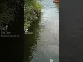 Download Lagu mancing ikan nila di danau batur