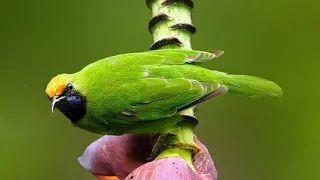 cucak ijo kepala kuning pikat mendekat