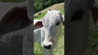 Quando o Bezerro tem sangue Tabapuã #bezerro #pecuaria #agro