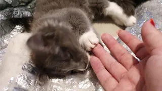 Microkitty loves fake nails