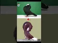 Download Lagu Mukkhi Pigeon cross Breeding with Jackobin Pigeon. Shocking😲result #fancy_pigeon #crossbreed #shorts