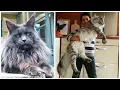 The 8 Biggest Domestic Cat Breeds