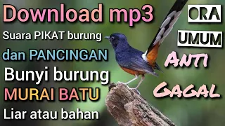 Download download suara untuk pikat murai batu tanpa burung pikat ora umum MP3