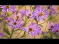 Download Lagu Paarse Pracht: Bloemen in Detail
