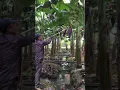 Lagu Banana farming#shorts