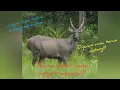 Download Lagu Suara pikat Rusa yang berkesan paling ampuh!!!😱😱😱