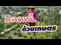 Download Lagu จากหนี้สินสู่ความมั่งคั่ง: คุณยายกับเกษตรผสมผสานในสวนผลไม้