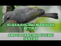 Download Lagu SUARA KOWUL BETINA Ampuh buat pikat jantan