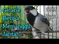 Download Lagu AMPUH dan terbukti cepat gacor burung gelatik batu lain dengar ini