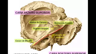 HUESO TEMPORAL