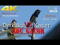Lagu Kicau Burung Kacer di Alam Liar,   Memanggil Kacer Lain Agar Ikutan Gacor dan NJERIT (PART7)