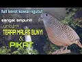 SUARA PERKUTUT KEROT NGUTUT KOWAR SANGAT AMPUH UNTUK MASTERAN TERAPI DAN PIKAT BURUNG PERKUTUT