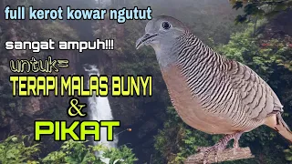 suara perkutut kerot ngutut kowar sangat ampuh untuk masteran terapi dan pikat burung perkutut