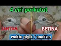 Download Lagu cara membedakan perkutut jantan betina ( dari anakan/piyik )