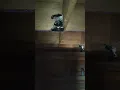 suara tarik burung walet terbaik