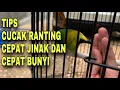Cara menjinakan burung cucak ranting agar cepat bunyi dan gacor