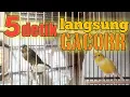 Download Lagu Kenari Macet Dengar Suara Ini Langsung Gacor || Pancingan Kenari Macet bunyi || Suara Kenari Betina.