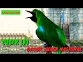 Download Lagu CUCAK IJO GACOR JUARA NASIONAL