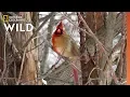 Exclusive Reveals Half-Male Half-Female Cardinal Nat Geo Wild