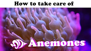 Sea Anemones A How to Guide for Selection Care and Feeding