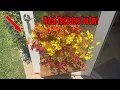 12 Pcs Artificial Fall Flowers Outdoor Mum Decor Review