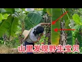 Download Lagu 1元一斤的野生芭蕉没人买？媳妇想到这个好办法，立马被一抢而空 Chinese rural women sell wild plantains