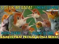 Download Lagu Suara Pikat Prenjak Kepala Merah 🔴 ngentir vs ngalun ribut jernih paling ampuh 🔥2024
