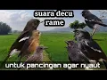 Download Lagu suara burung decu rame untuk pancingan agar burung decu nyaut