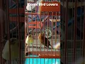 Download Lagu Kenari Birahi Langsung Kawin #shorts
