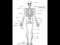 Download Lagu Human Body Bones Name  - PMLSC  @PMLoveScienceClasses