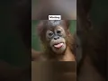 Animals With Down Syndrome