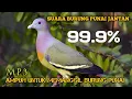 Download Lagu 🔴SUARA BURUNG PUNAI JANTAN..!!! 99.9% / ampuh untuk Memanggil Burung PUNAI ‼️100% akurat...!!