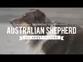 AUSTRALIAN SHEPHERDS ALL ABOUT HERDING