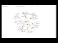 Effective network management via dynamic network anomaly visualization