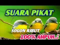 Download Lagu suara pikat sogon || suara pikat burcil || suara pikat burung ribut || suara pikat sogon betina #8