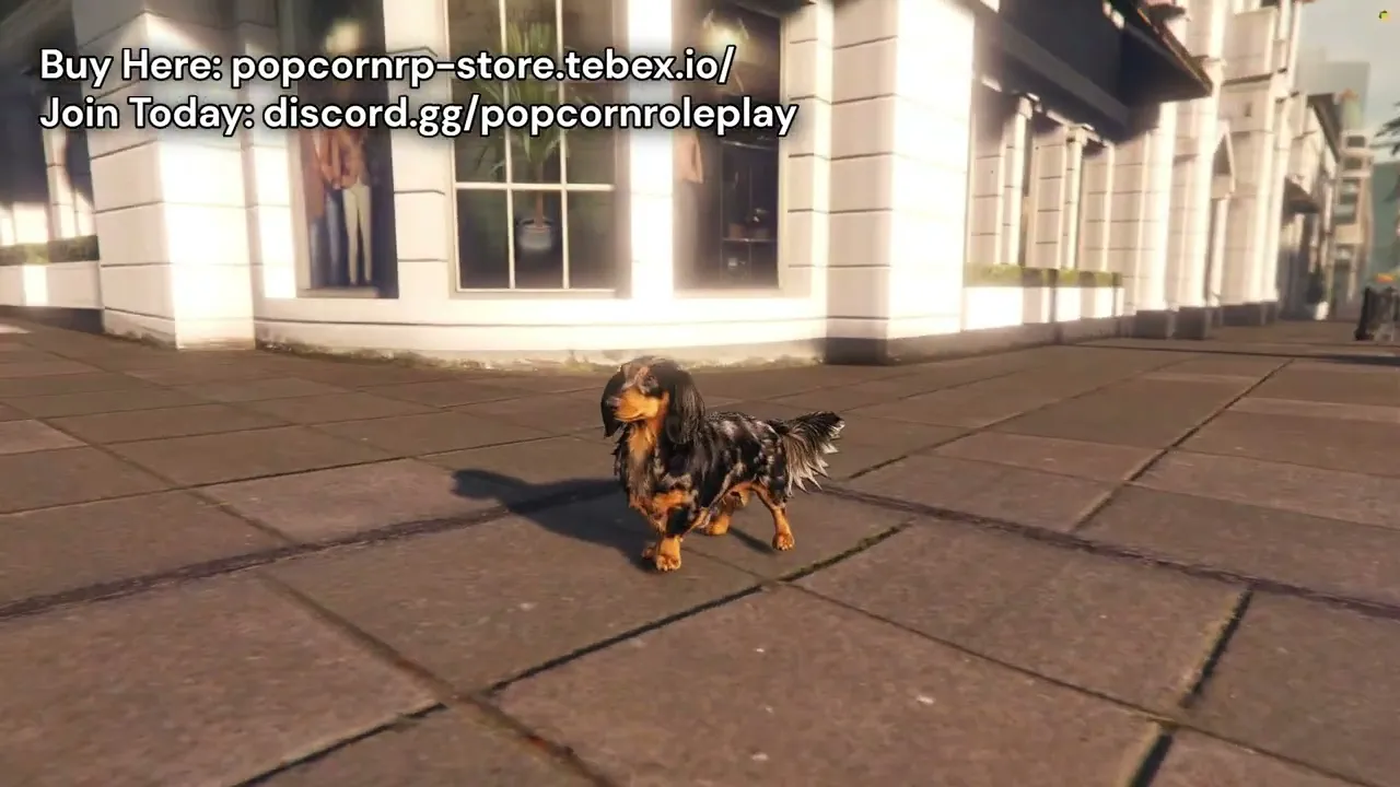 Long Hair Daschund (weiner dog)