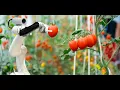 Download Lagu Modernized Tomatoes Farming - Greenhouse Modern Agriculture Technology