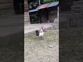 Lagu suara ayam kampung, peranakan ayam hutan