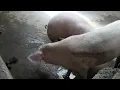 pig 🐷 wanting, pig mating 🧯|#makemoney #cheapwaytoraisepigs