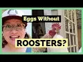 Can Hens Lay Eggs Without a Rooster