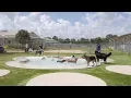 Pamper your pet at Meadowlake pet resort