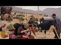 Download Lagu A Hard Day for Sajjad Bringing the Cows Back | Real Nomadic Life Up Close