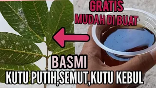 cara membasmi kutu putih kutu kebul semut dan kutu daun pada tanaman pestisida organik gratis