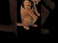 Download Lagu Jalan kaki dari bandara gara-gara hp rusak 🗿#animasulucu #memes #meme