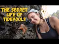 These Tidepools Blew Our Minds Olympic Peninsula