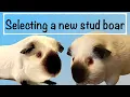 Choosing a new Himalayan guinea pig Stud Boar