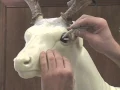 Installing a Deer Taxidermy Eye