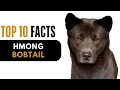 Top 10 Facts About Hmong Bobtail - Complete Information About Hmong Bobtail Dog