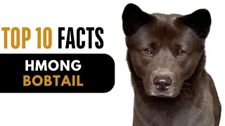 Top 10 Facts About Hmong Bobtail - Complete Information About Hmong Bobtail Dog