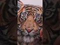 Download Lagu Drawing A Tiger With Color Pencils